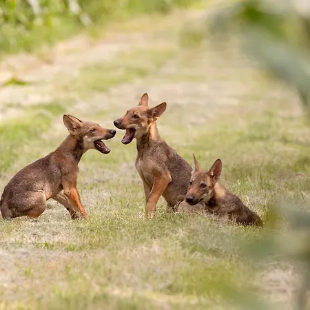 Torre Del Primaro 아파트 Argenta