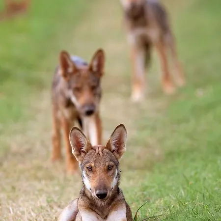 Torre Del Primaro 아파트