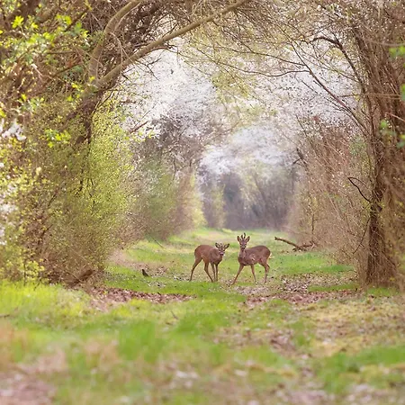 Torre Del Primaro * Argenta